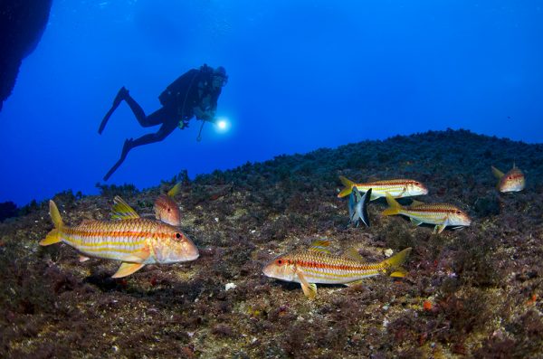 Torna a Camogli l’International Marine Reserves Film Festival 2013