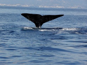 A Savona arrivano le boe-spia amiche delle balene