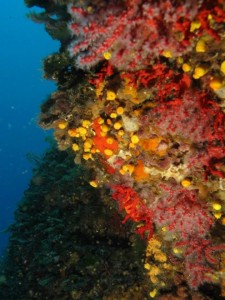 Abissi Underwater Photo Venice lancia la decima edizione del premio Città di Venezia di fotografia subacquea