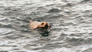 Cane cade in mare da 36 metri: sopravvive