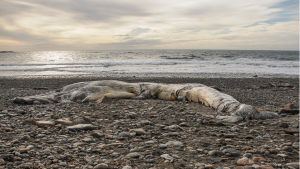 Sorprendente moria di balene in Alaska, quale il motivo?