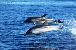 Inquinamento nel Santuario dei cetacei: controlli intensi