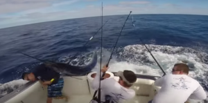 Marlin salta su una barca da pesca