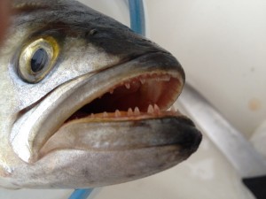 Il killer di primavera: 4 segreti assolutamente da conoscere per catturare il Pesce Serra