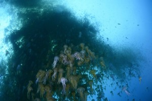 In un mare di meduse:l’incredibile spettacolo dai fondali di Minorca