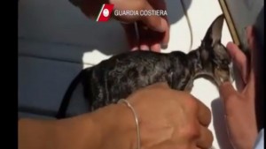 Un ufficiale della Guardia Costiera salva il gattino con il massaggio cardiaco