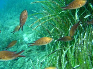 Posidonia Sustainable Friends Festival: dall’1 al 4 settembre a Santa Margherita Ligure