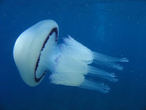 Un mare di meduse? Nel savonese è un’invasione!