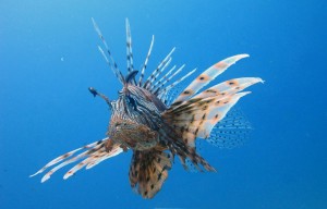 Pesce scorpione nei nostri mari: una specie letale da cui stare alla larga!