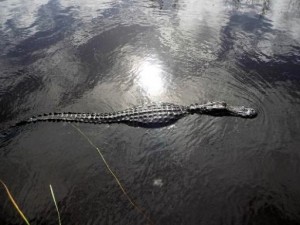 L’alligatore assale una in barca in Florida: è panico! Guarda il Video!