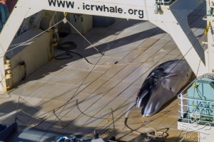 Sea Shepherd intercetta baleniera giapponese con il corpo di un cetaceo sul ponte