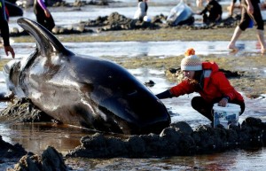 Oceania: più di 400 balene spiaggiate in Nuova Zelanda