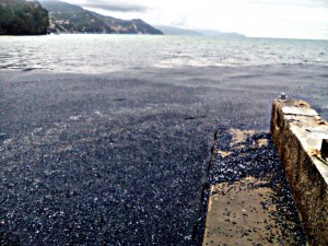 Le velelle invadono la Liguria: le foto di Liguria Nautica