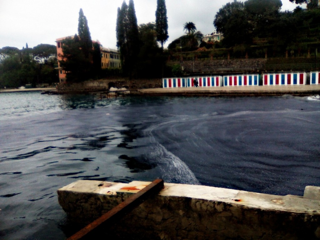 Le immagini di Liguria Nautica scattate all'arrivo delle velelle sulle spiagge liguri