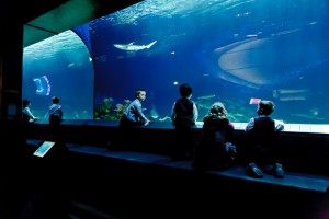 Hai sete? Portati la bottiglia da casa! L’Acquario di Vancouver combatte così l’inquinamento dell’oceano