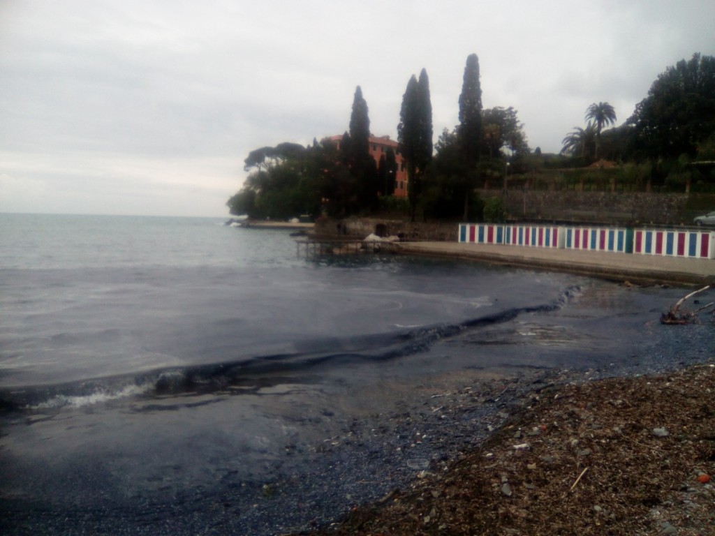 Le immagini di Liguria Nautica che mostrano una distesa blu di velelle sul mar Ligure da Savona a Genova. 