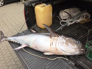 Pesca illegale: la Guardia Costiera della Liguria sequestra oltre un quintale di pesce