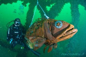 Bergeggi, una cernia di ferro per ripopolare l’habitat marino