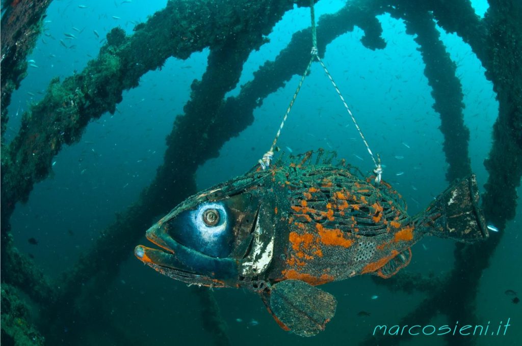 La cernia posizionata in mare nell'Area Marina Protetta di Bergeggi