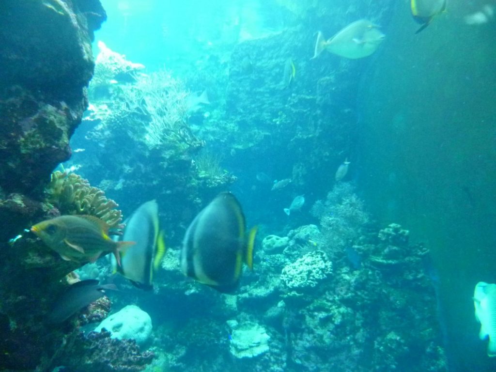 fondale barriera corallina Nuova Caledonia