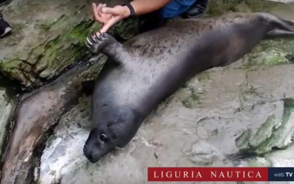 Acquario di Genova, un viaggio dietro le quinte alla scoperta della struttura – VIDEO ESCLUSIVO