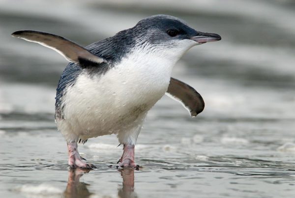 In Nuova Zelanda il più piccolo pinguino al mondo