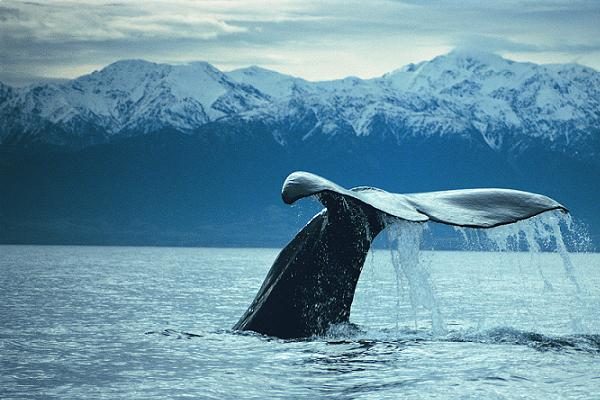 Nuova Zelanda, un Paese impegnato nella salvaguardia delle balene