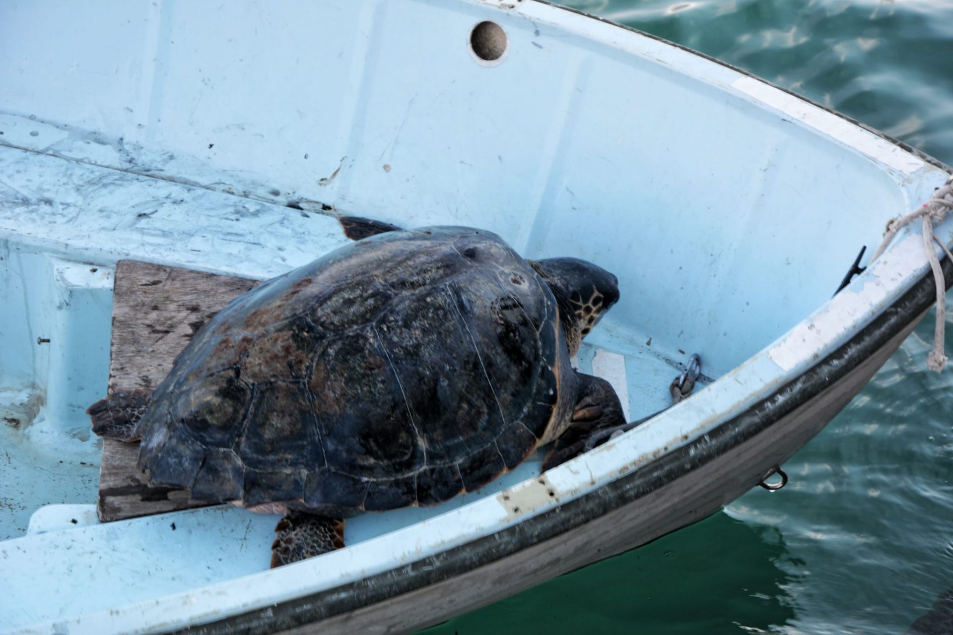 La tartaruga Caretta caretta 