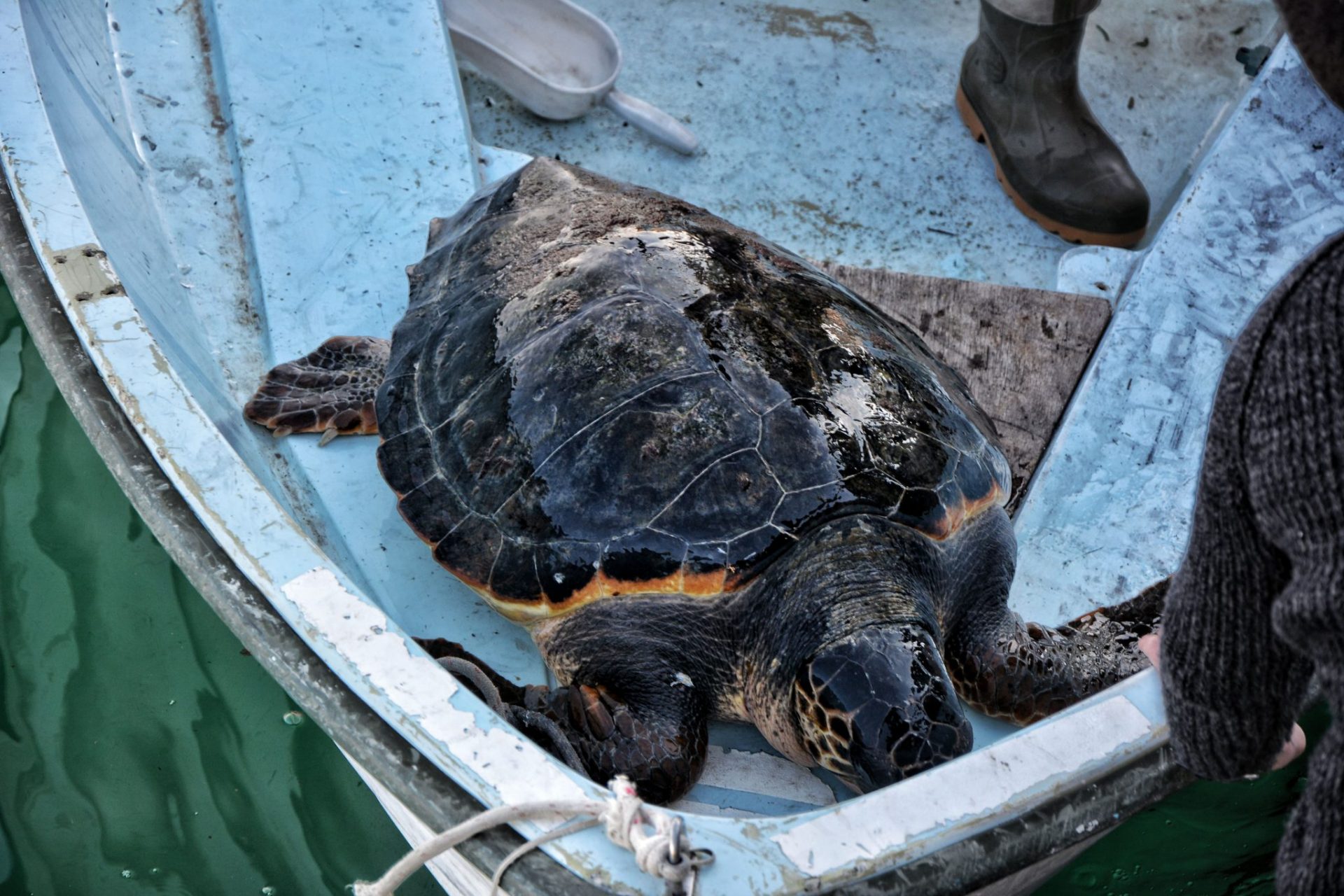 La tartaruga Caretta caretta 