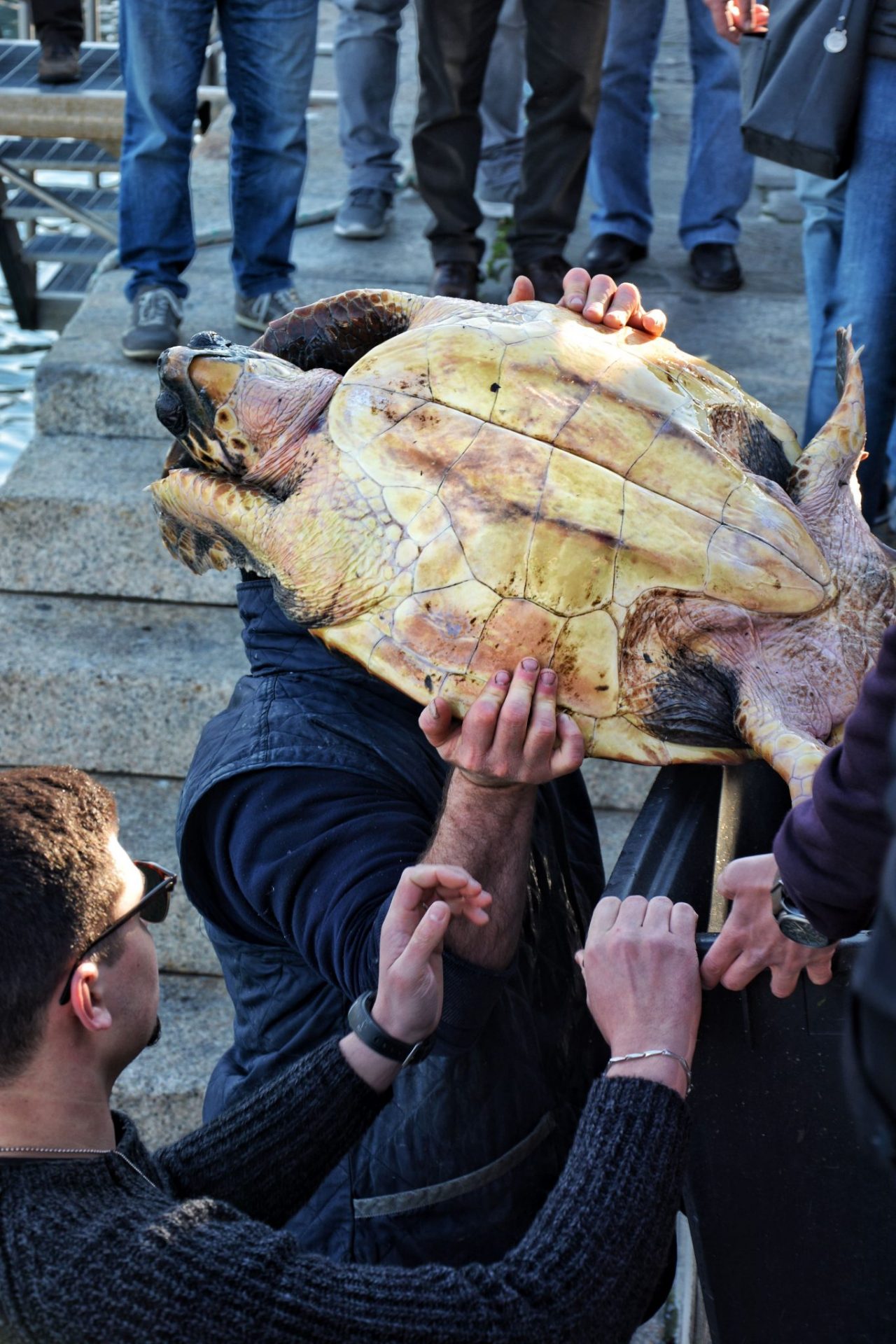 La tartaruga Caretta caretta 