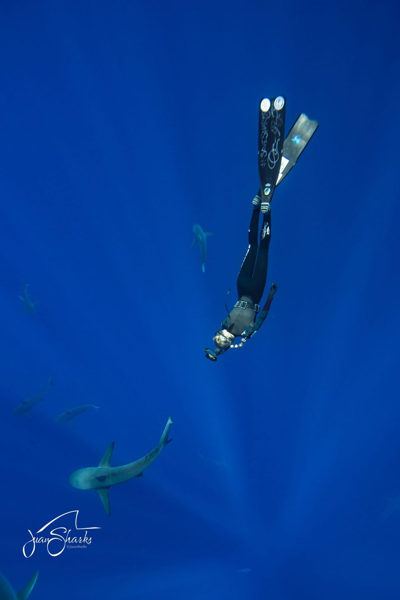 Ocean Ramsey foto @JuanSharks