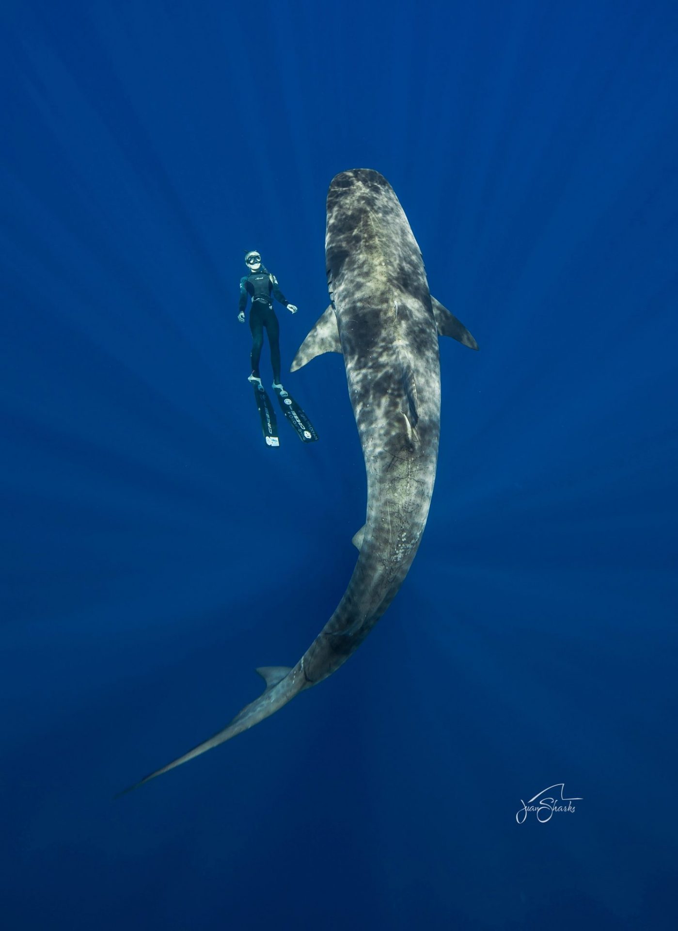 Ocean Ramsey foto @JuanSharks