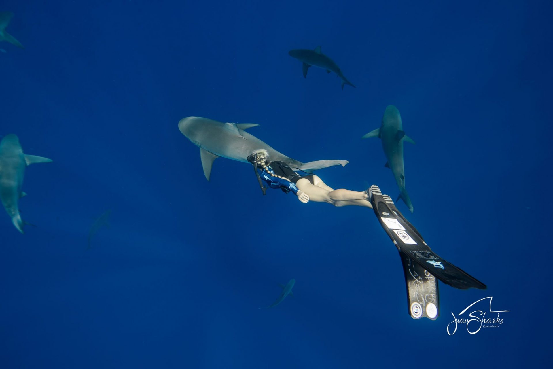 Ocean Ramsey foto @JuanSharks