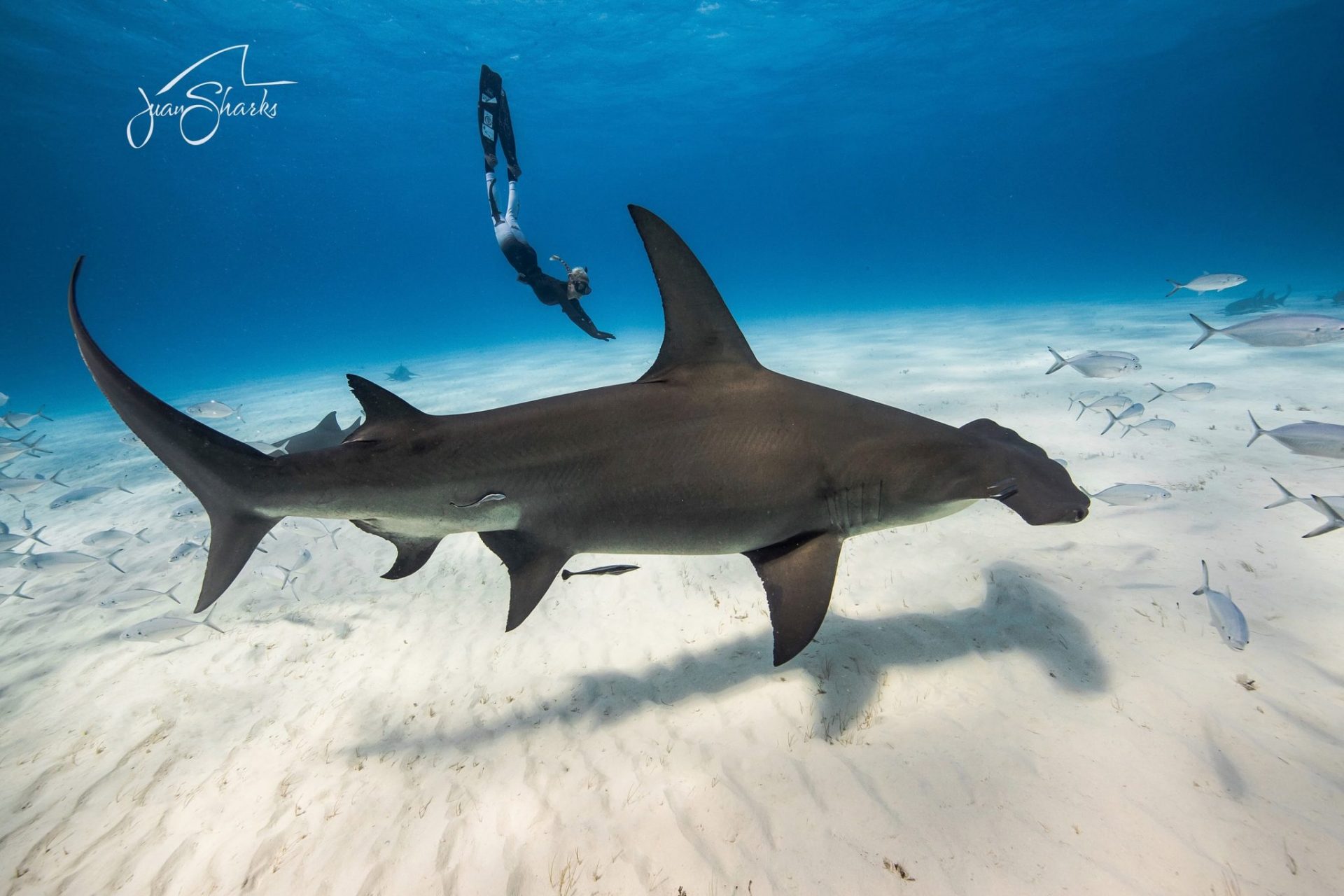 Ocean Ramsey foto @JuanSharks