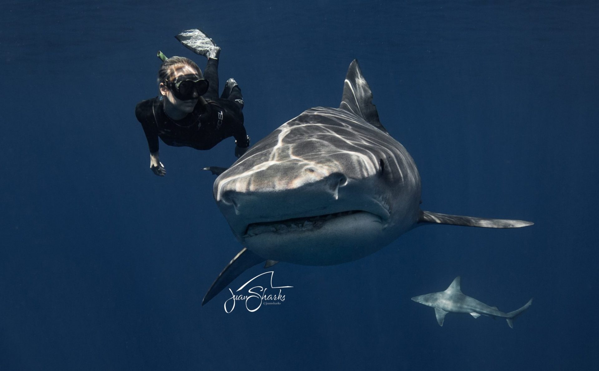 Ocean Ramsey foto @JuanSharks