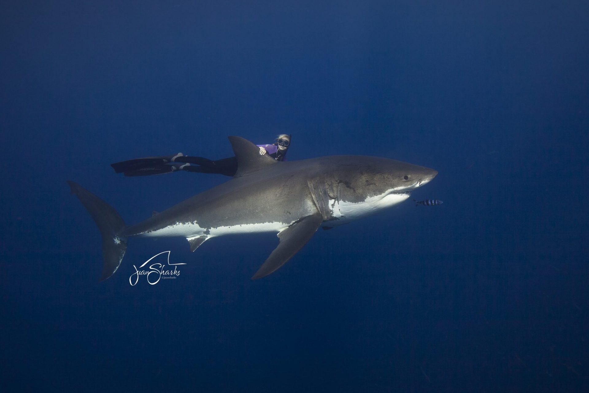 Ocean Ramsey foto @JuanSharks