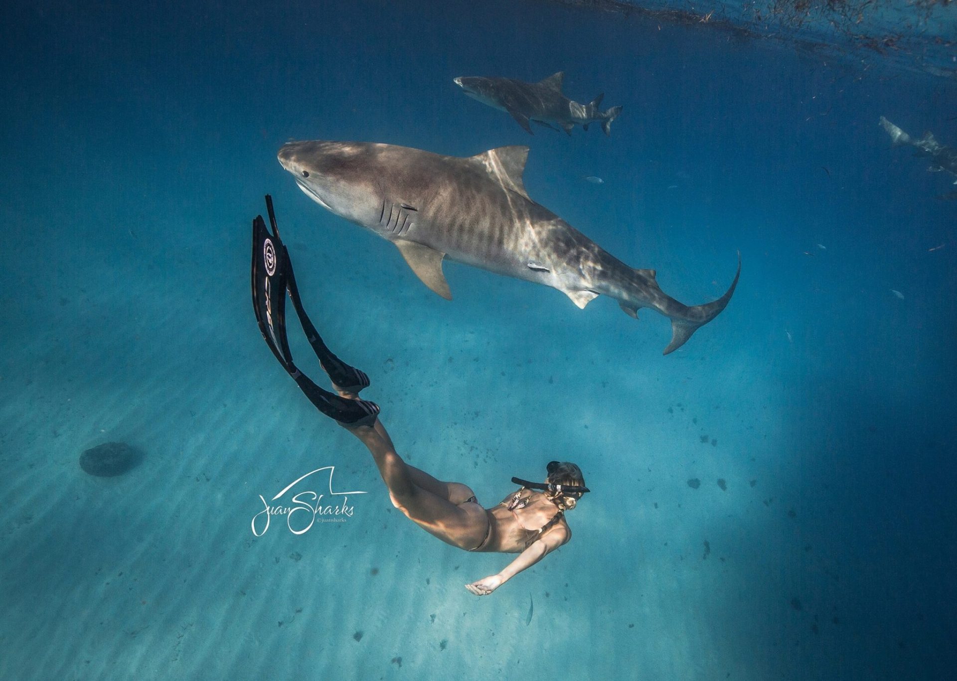 Ocean Ramsey foto @JuanSharks