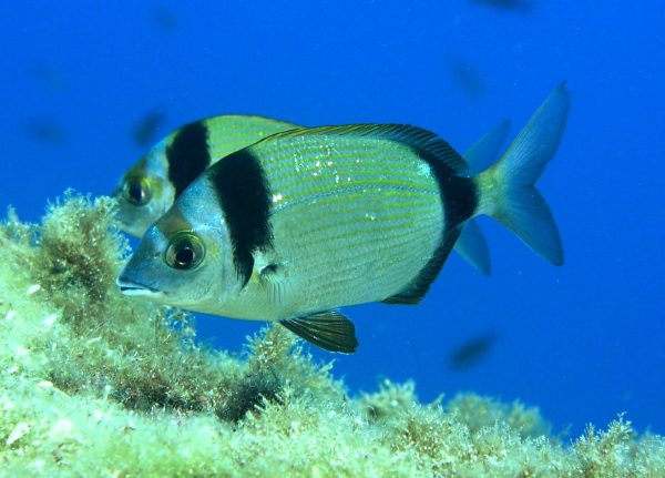 Pesci del Mar Ligure: il sarago