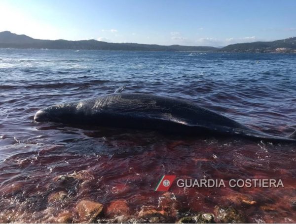 Capodoglio morto a Porto Cervo: nel grembo un feto e 22 kg di plastica