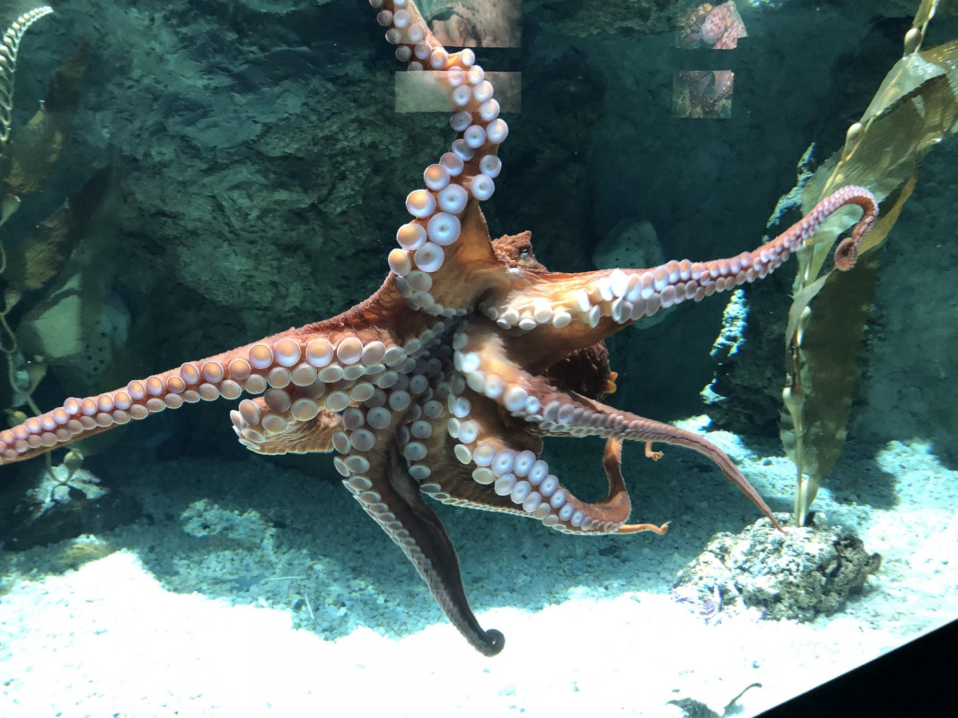 polpo gigante Acquario di Genova (2)