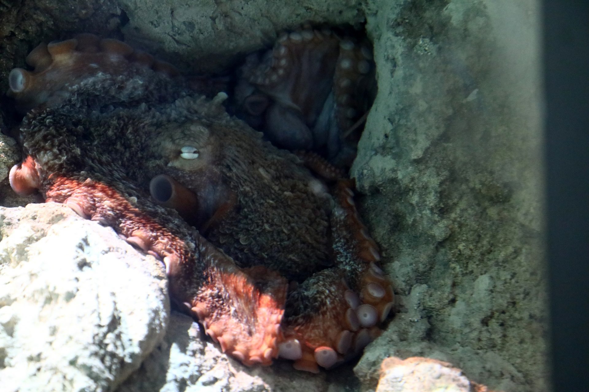 polpo gigante Acquario di Genova (3)