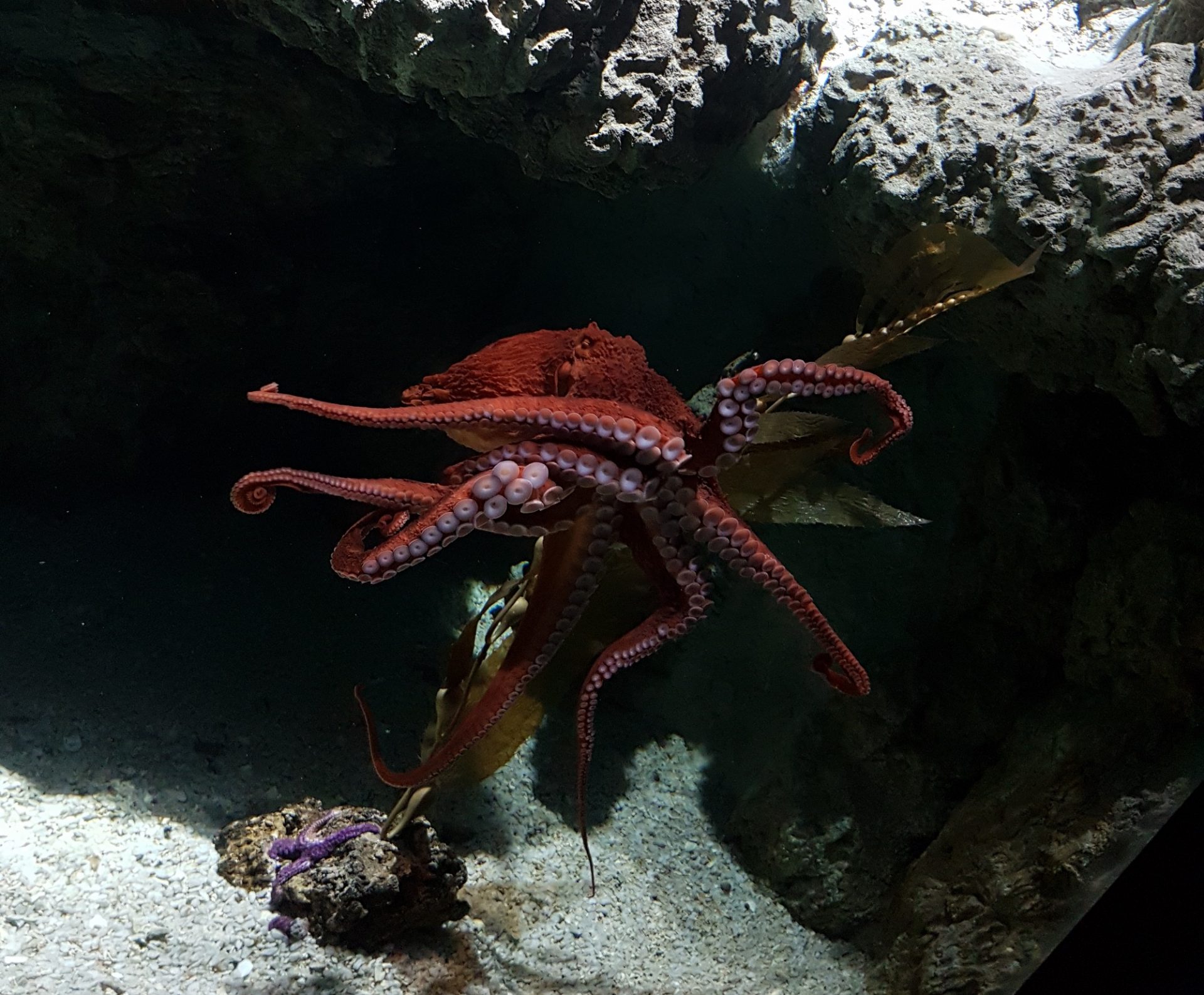 polpo gigante Acquario di Genova (4)