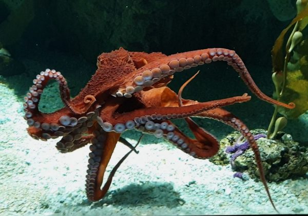 polpo gigante Acquario di Genova (6)