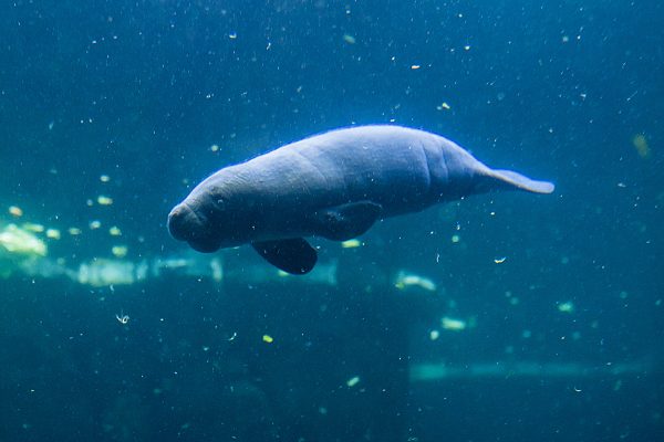 All’Acquario di Genova fiocco rosa nella vasca dei lamantini