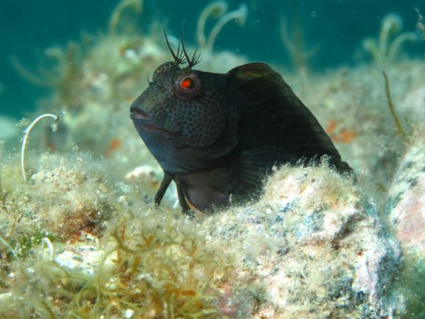 Sestri Levante Safari Fotografico Subacqueo 2019