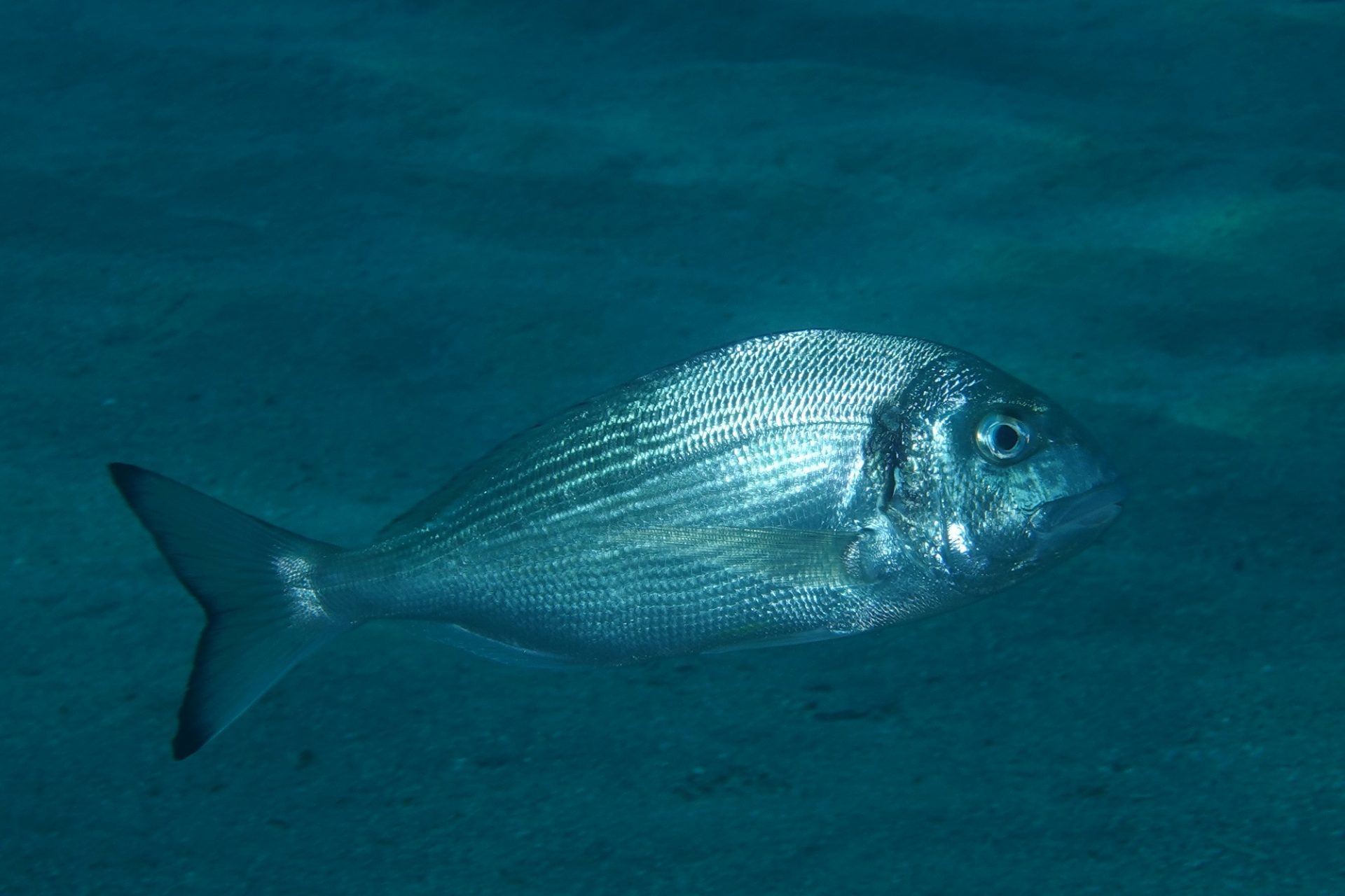 Sestri Levante Safari Fotosub 2019 (8)