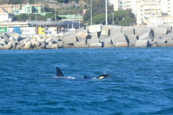 Sono quattro e attratte dal pesce. Le orche di Genova non vogliono lasciare il porto. I biologi: “Non disturbatele”