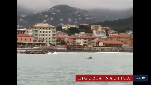 I delfini nuotano fuori dal porto di Lavagna. Avvistati e ripresi da due pescatori