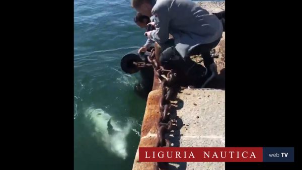 I delfini nel porto di Cagliari