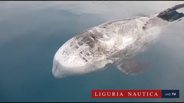 Un grampo in difficoltà si spiaggia a Voltri. Ma poi riesce a riprendere il largo